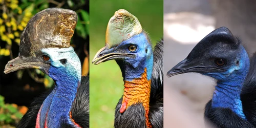 Cassowary Diversity jpg