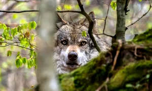 Lup  Pixabay com jpg