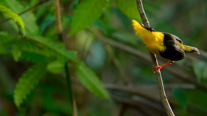 Planeta noastră (Our planet)