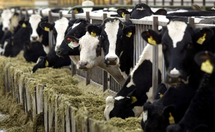 Turcia este unul dintre marii consumatori de produse din carne de vită, oaie sau capră