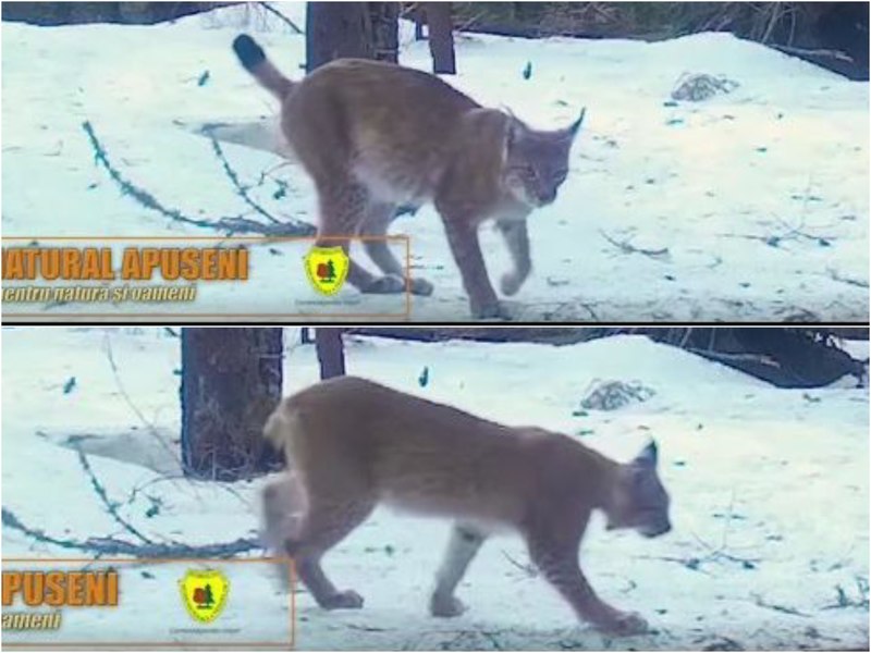 Prădător care vânează prin ambuscadă, surprins într-o pădure din România. Este cea mai mare felină din Europa VIDEO
