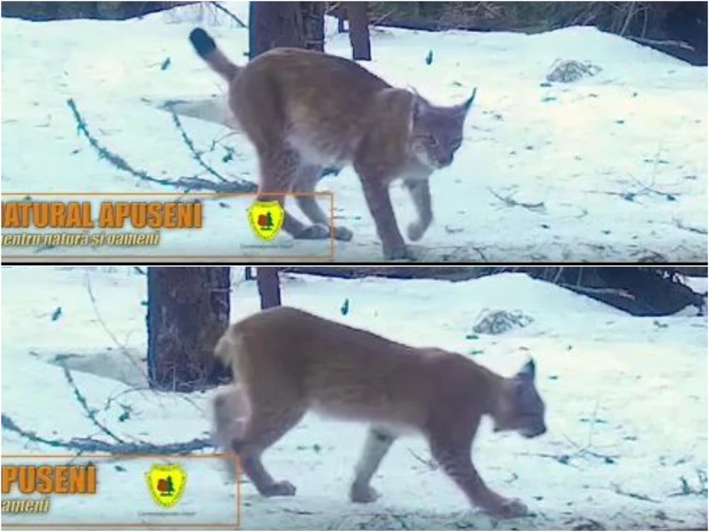 Cei doi râși au fost filmați în pădure / captură video: Parcul Natural Apuseni