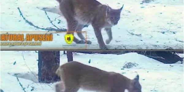 rasi apuseni jpg