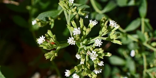 stevia dulce foto pixabay