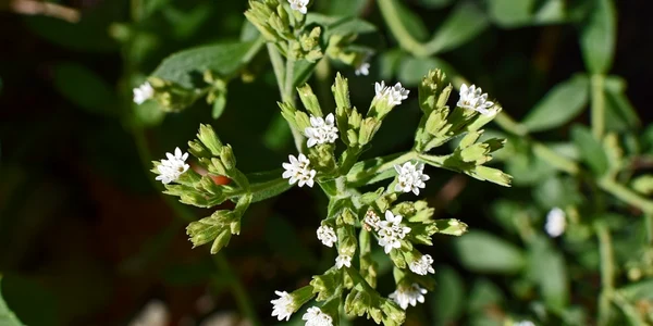 stevia dulce foto pixabay