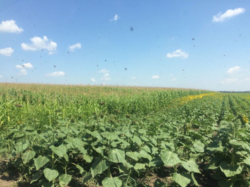 WWF: MADR pune în pericol siguranţa polenizatorilor şi a cetăţenilor printr-o nouă aprobare a pesticidelor neonicotinoide