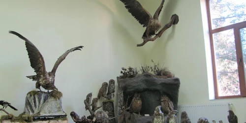 Animale împăiate pe vremea Austro-Ungariei FOTO Ştefan Both