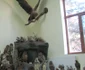 Animale împăiate pe vremea Austro-Ungariei FOTO Ştefan Both