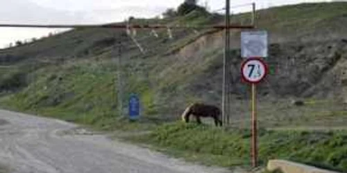 restrictii tonaj brasov