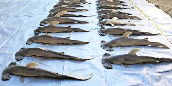 40 de pui de rechin. Foto: Facebook/ Mississippi State University Marine Fisheries Ecology