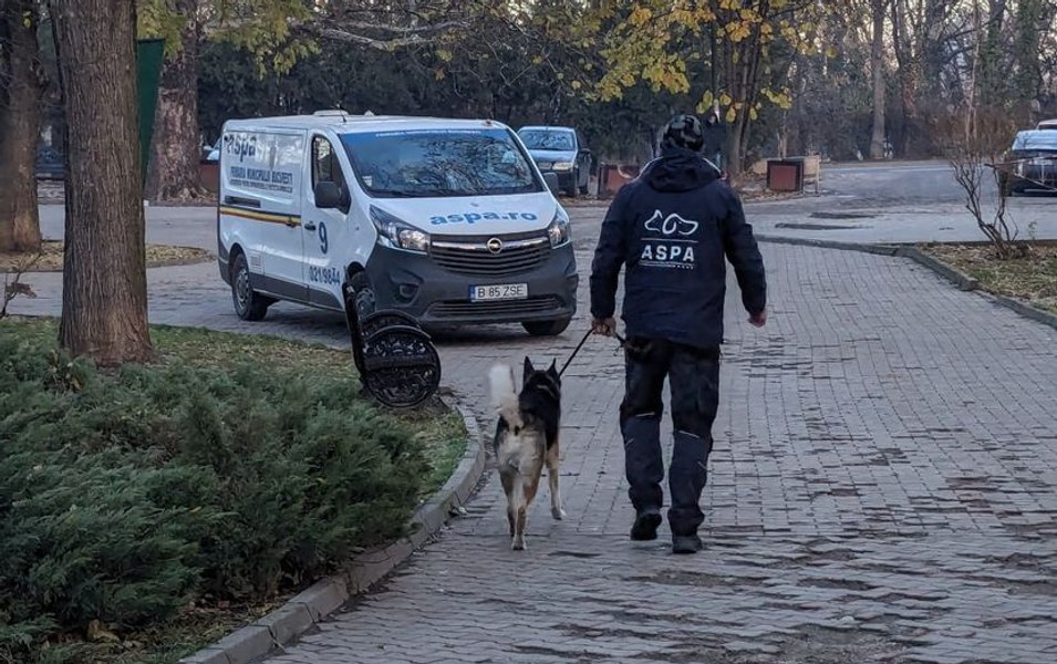 Ce să faceți dacă v-ați pierdut câinele în perioada sărbătorilor. Recomandările ASPA