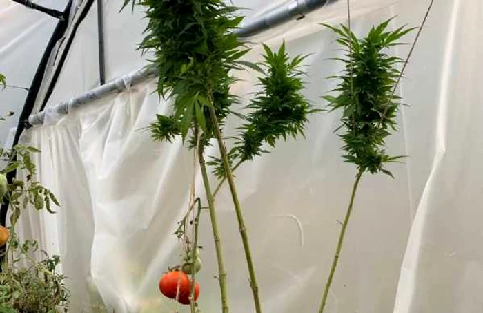 Cultură indoor de canabis Imagine: Poliţia Română