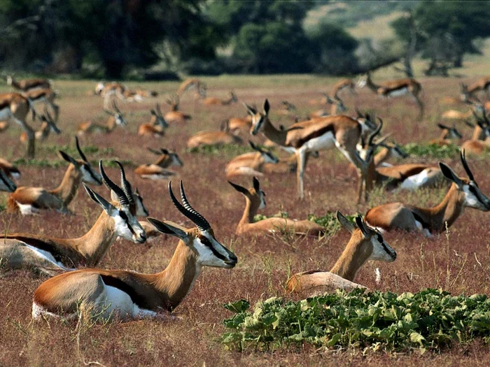 Antilope aduse la Grădina Zoologica Târgu-Mureş FOTO: gopixpic.com