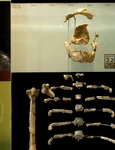 Lucy avea articulaţii ale genunchilor care îi permiteau o postură dreaptă în timpul mersului (© American Museum of Natural History)