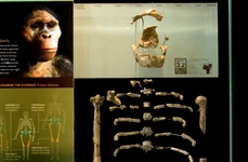 Lucy avea articulaţii ale genunchilor care îi permiteau o postură dreaptă în timpul mersului (© American Museum of Natural History)