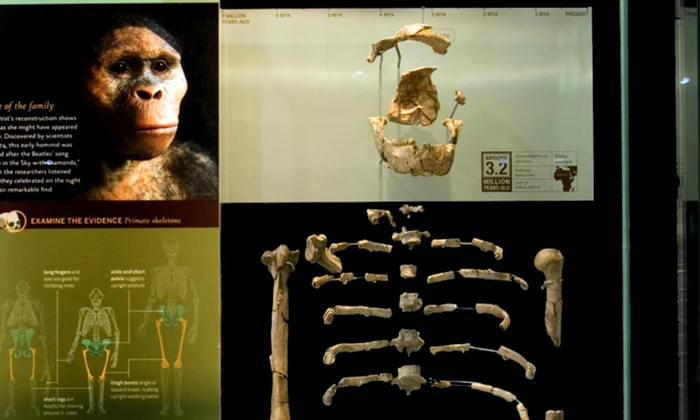 Lucy avea articulaţii ale genunchilor care îi permiteau o postură dreaptă în timpul mersului (© American Museum of Natural History)