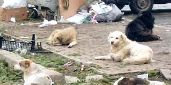 Cele mai multe patrupede se adună la ghenele de gunoi