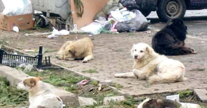 Cele mai multe patrupede se adună la ghenele de gunoi