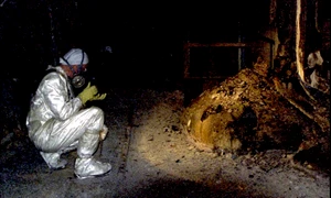 cernobîl piciorul elefantului foto Getty Images png