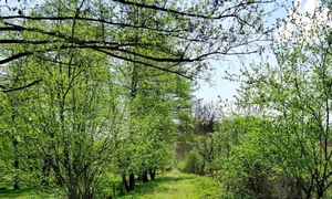 mocanita olteneasca jpg