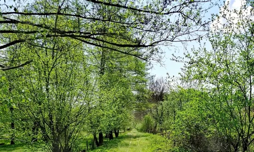 mocanita olteneasca jpg