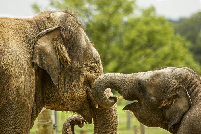 Imagine cu un elefant și puiu său FOTO: pixibay