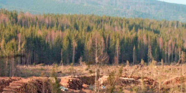 Împăduririle, blocate de incompetenţă şi birocraţie