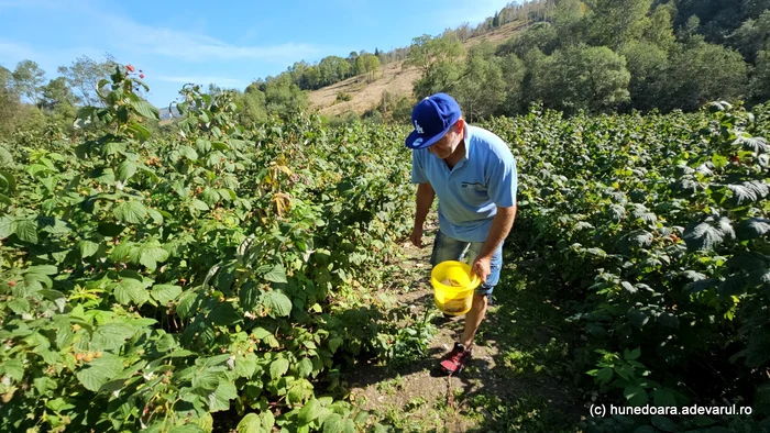 Florin, în mica sa plantație de zmeură. Foto: Daniel Guță