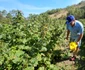 Satul Negoiu din Lunca Cernii de Jos, Hunedoara, Foto Daniel Guță, ADEVĂRUL (3) jpg