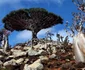 Insula Socotra Yemen Foto wordsinthebucket com