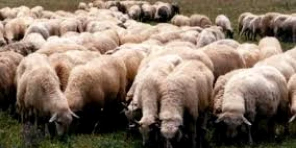 Furt ca în Evul Mediu - oile transportate cu căruţa FOTO adevărul