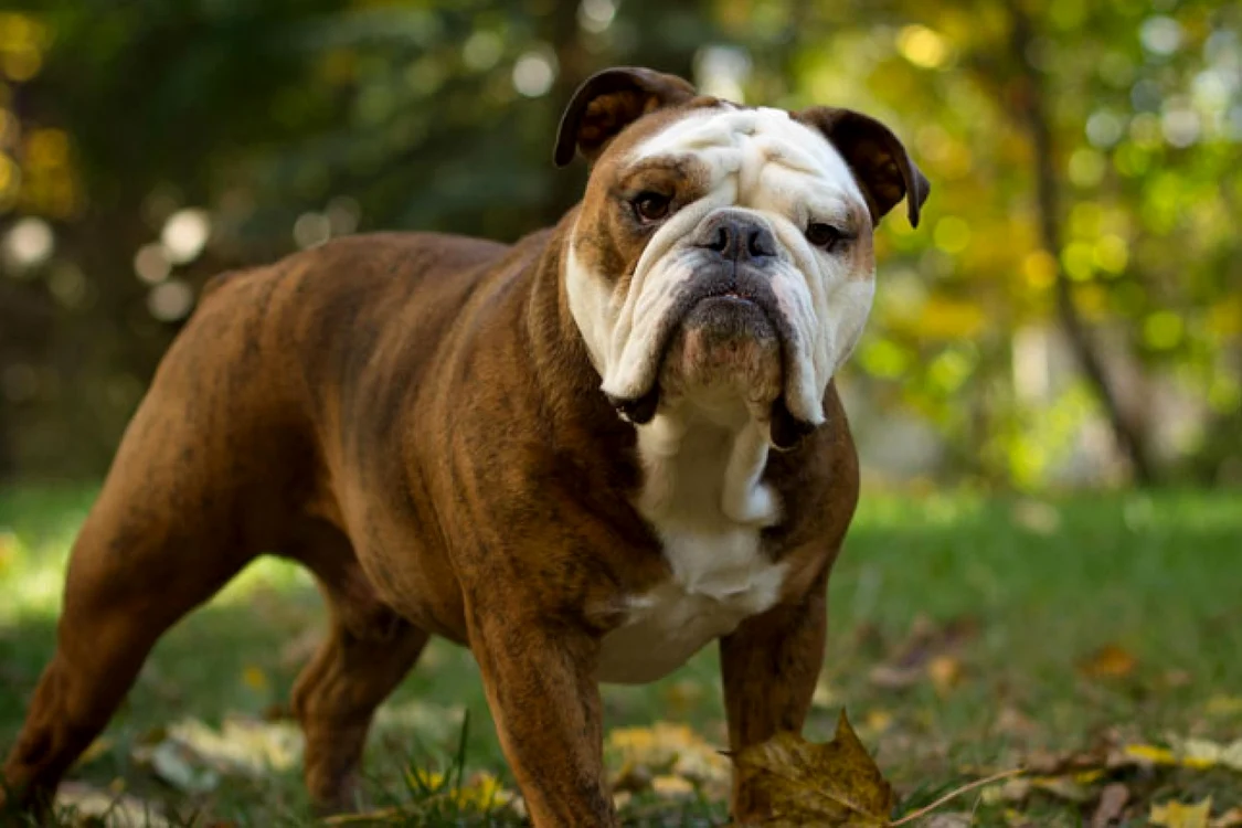 Rasa Bulldog Englez
