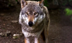 caine lup cehoslovac jpeg