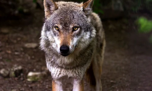 caine lup cehoslovac jpeg