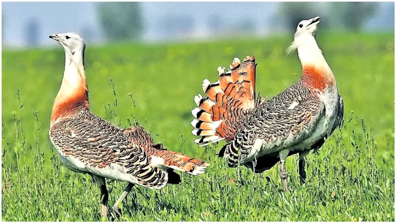 Dropia trăiește în România / foto: enciclopedia.biz