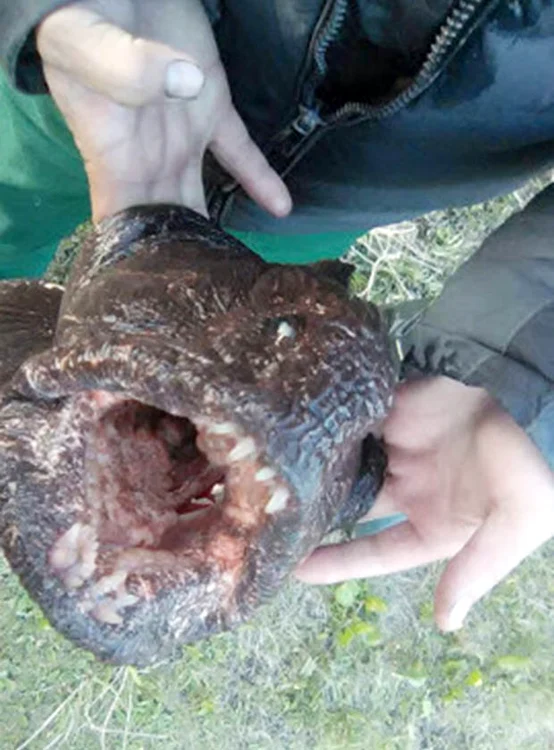 Creatura seamănă cu un țipar