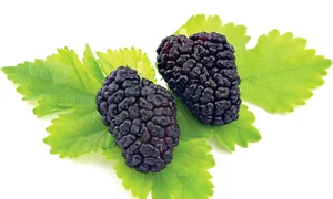 CLIIMA20120614 0078 1 jpeg