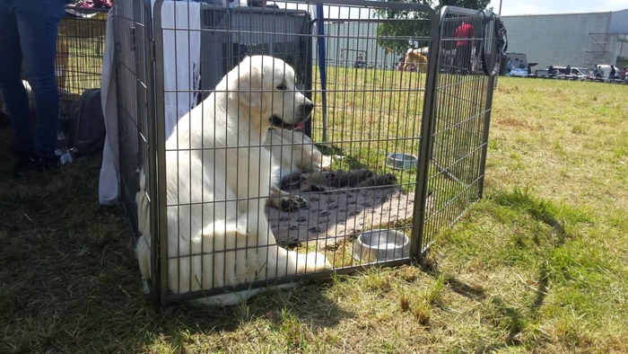 Expoziţie chinologică la Timişoara 2016 FOTO Ştefan Both