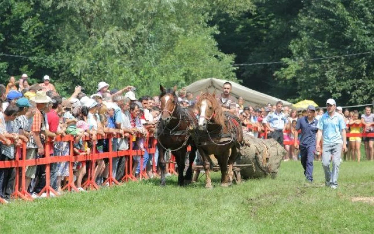 Cei mai puternici armăsari vor fi premiaţi. FOTOArhivă