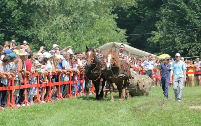 Cei mai puternici armăsari vor fi premiaţi. FOTOArhivă