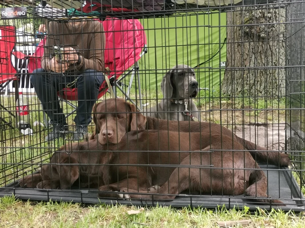 Expo canin Timişoara