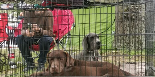 Expo canin Timişoara