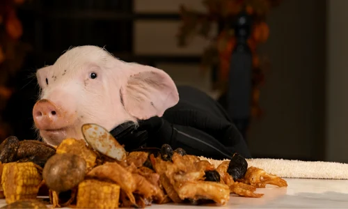 porcusor png