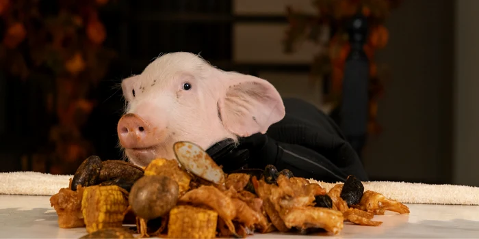 Purcel la masă, tratat ca un client VIP în București!