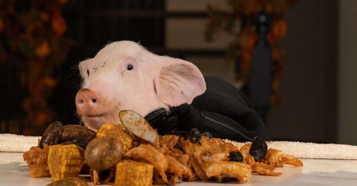 Purcel la masă, tratat ca un client VIP în București! Imaginile care au stârnit valuri pe internet