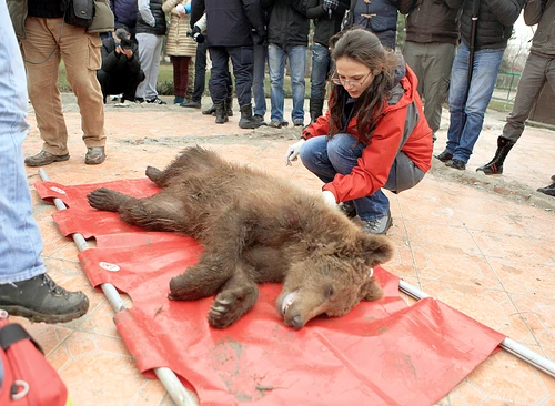 27 februarie 2013 - Urşii au fost luaţi din curtea lui Nuţu