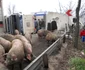 porci rasturnati
