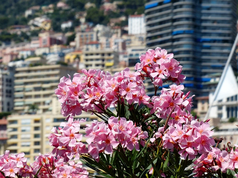 Leandrul este printre cele mai otrăvitoare plante de apartament