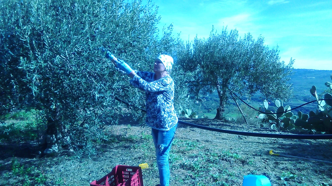Sida Spătaru, în Italia la cules de măsline