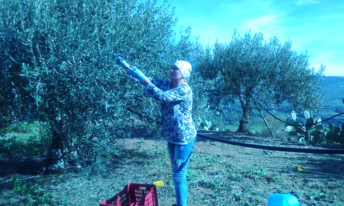 Sida Spătaru, în Italia la cules de măsline jpeg